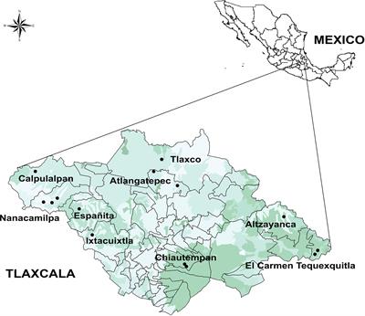 Morphological Diversity and Genetic Relationships in Pulque Production Agaves in Tlaxcala, Mexico, by Means of Unsupervised Learning and Gene Sequencing Analysis